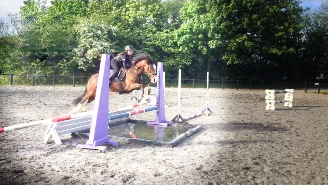 Irsk Sportspony Knockcullen Lass billede 17