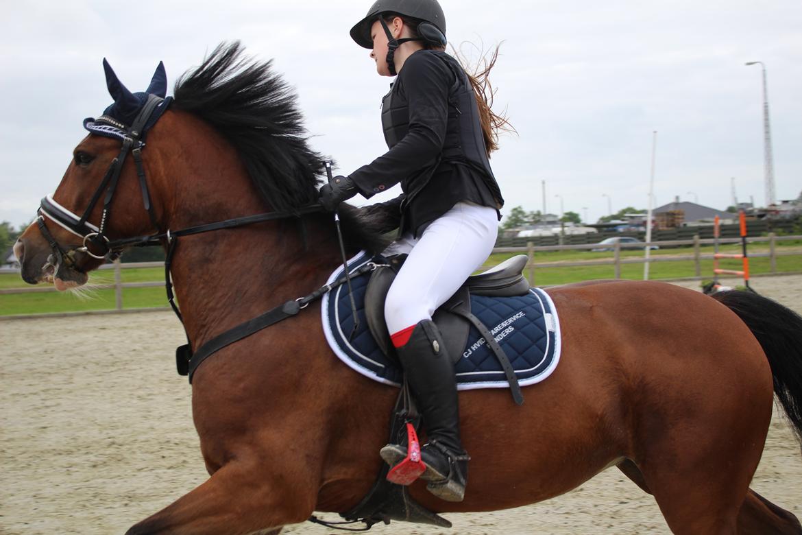 Irsk Sportspony Knockcullen Lass billede 18