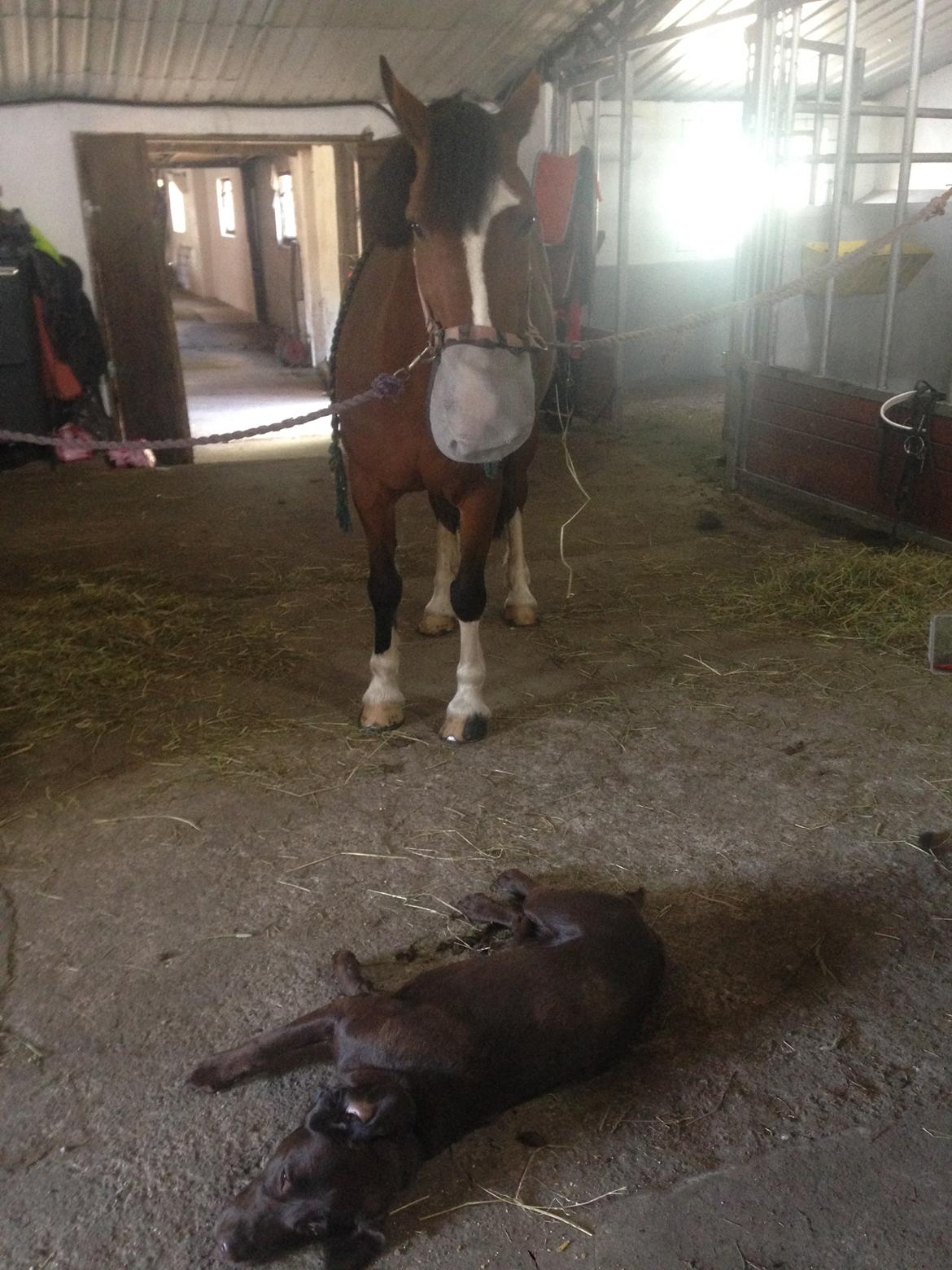 Irsk Sportspony Knockcullen Lass billede 19