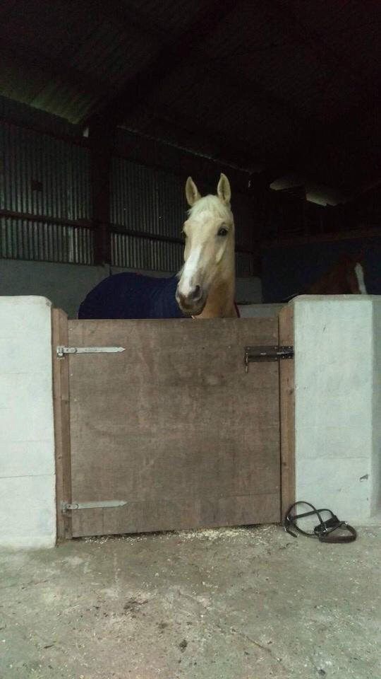 Zangersheide Caffeo creme z billede 1