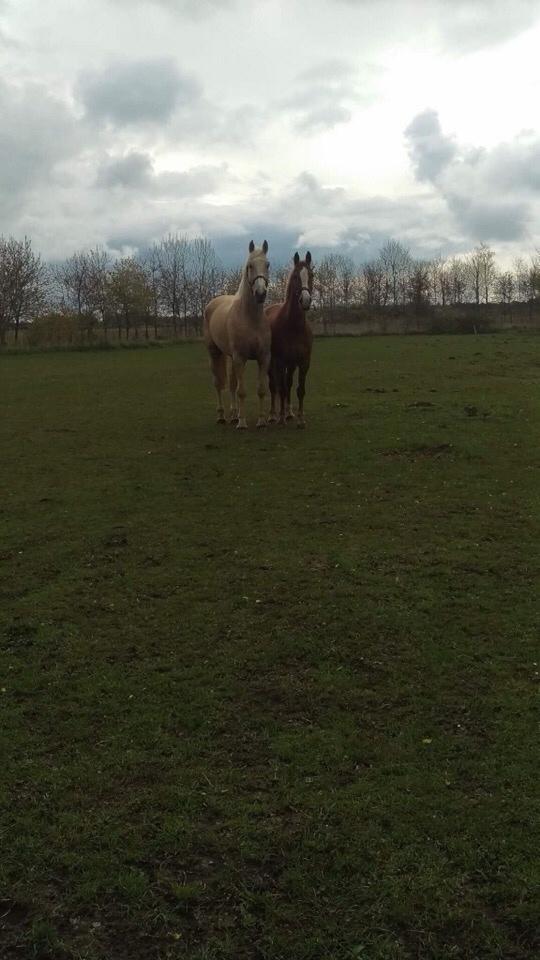 Zangersheide Caffeo creme z billede 2