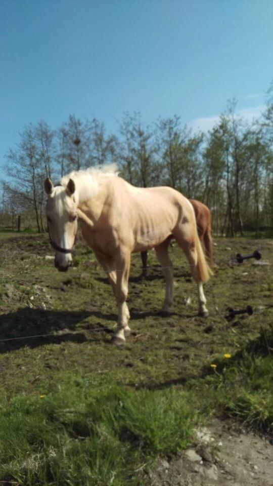 Zangersheide Caffeo creme z billede 3