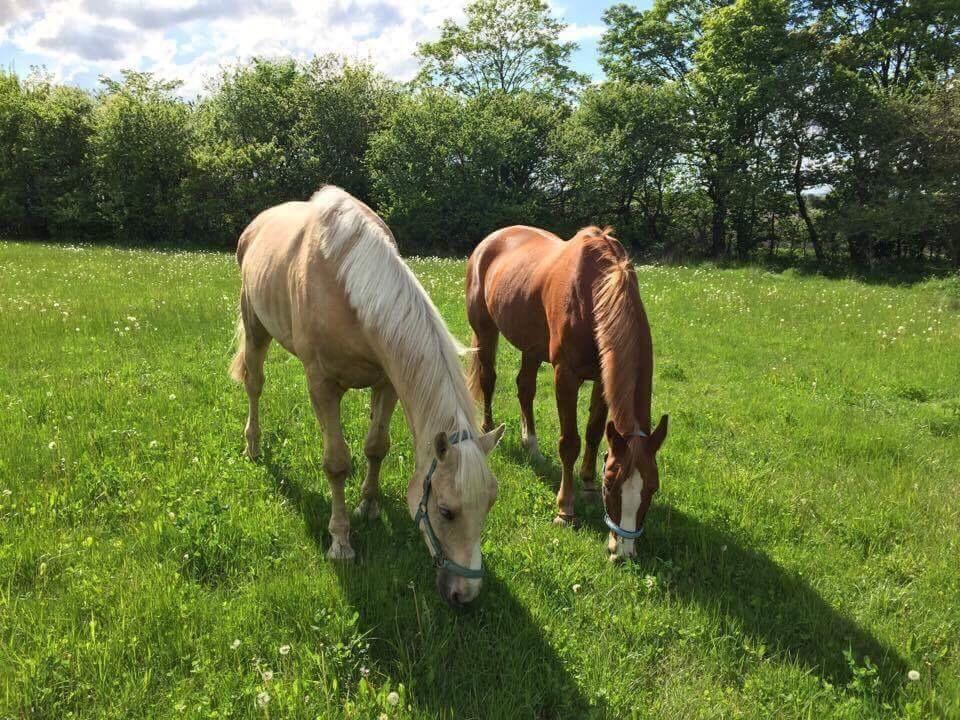 Zangersheide Caffeo creme z billede 4