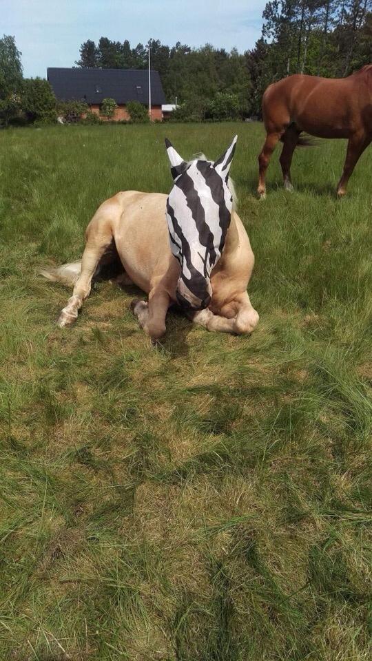 Zangersheide Caffeo creme z billede 5