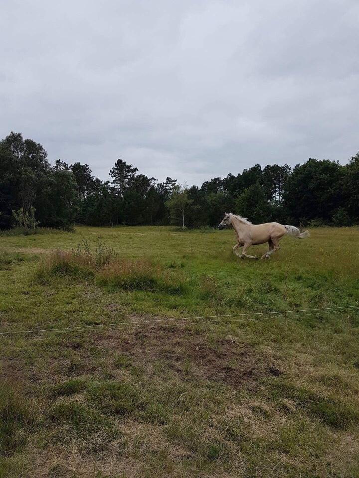 Zangersheide Caffeo creme z billede 6