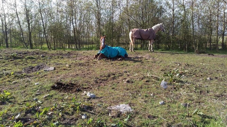 Zangersheide Caffeo creme z billede 7