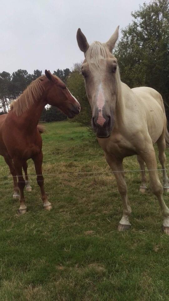 Zangersheide Caffeo creme z billede 8