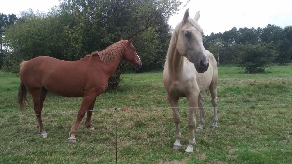 Zangersheide Caffeo creme z billede 9