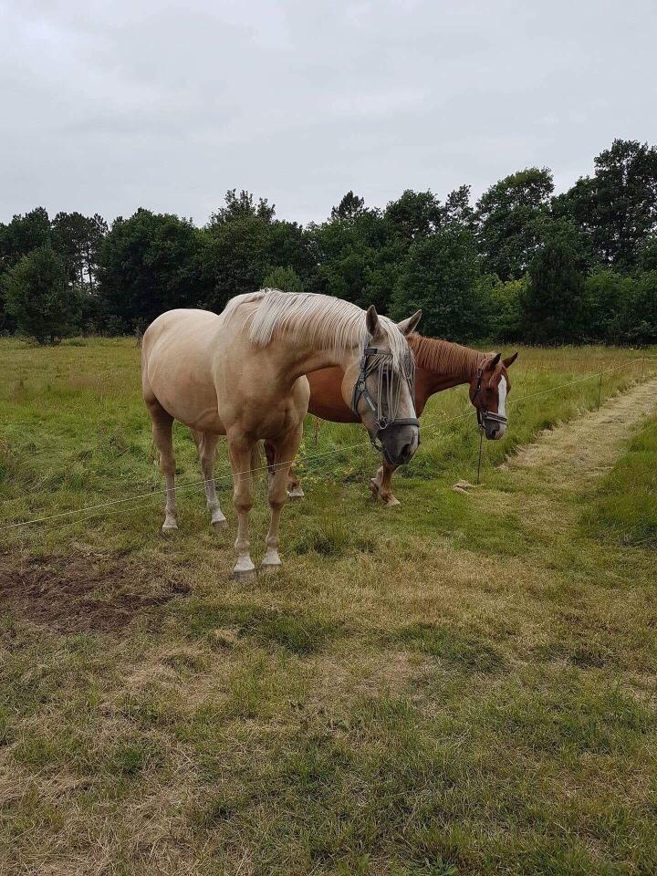 Zangersheide Caffeo creme z billede 10