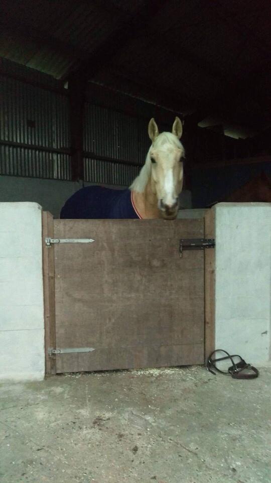 Zangersheide Caffeo creme z billede 12