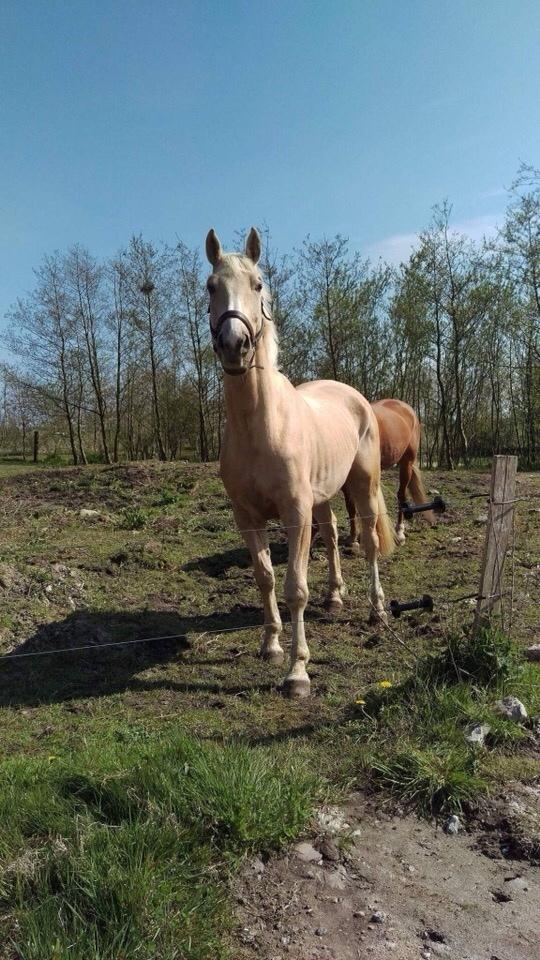 Zangersheide Caffeo creme z billede 11