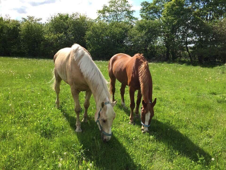 Zangersheide Caffeo creme z billede 14