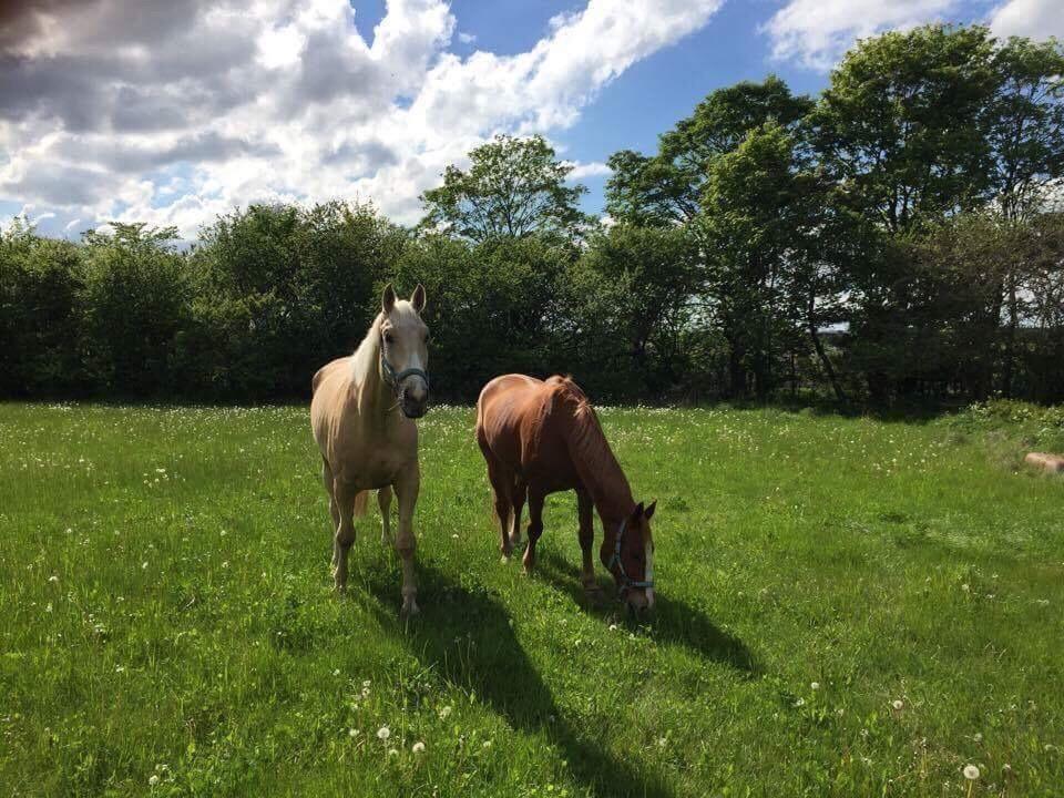 Zangersheide Caffeo creme z billede 13