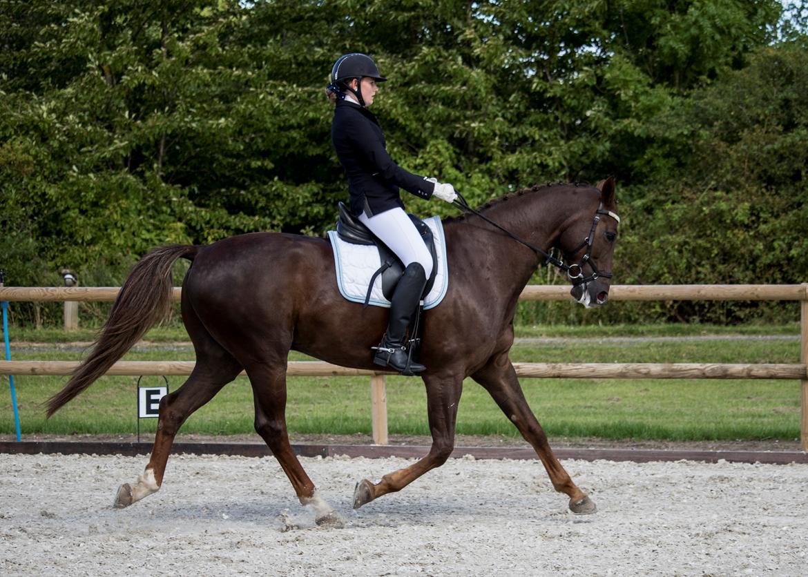 Dansk Varmblod Apollo Hit billede 4