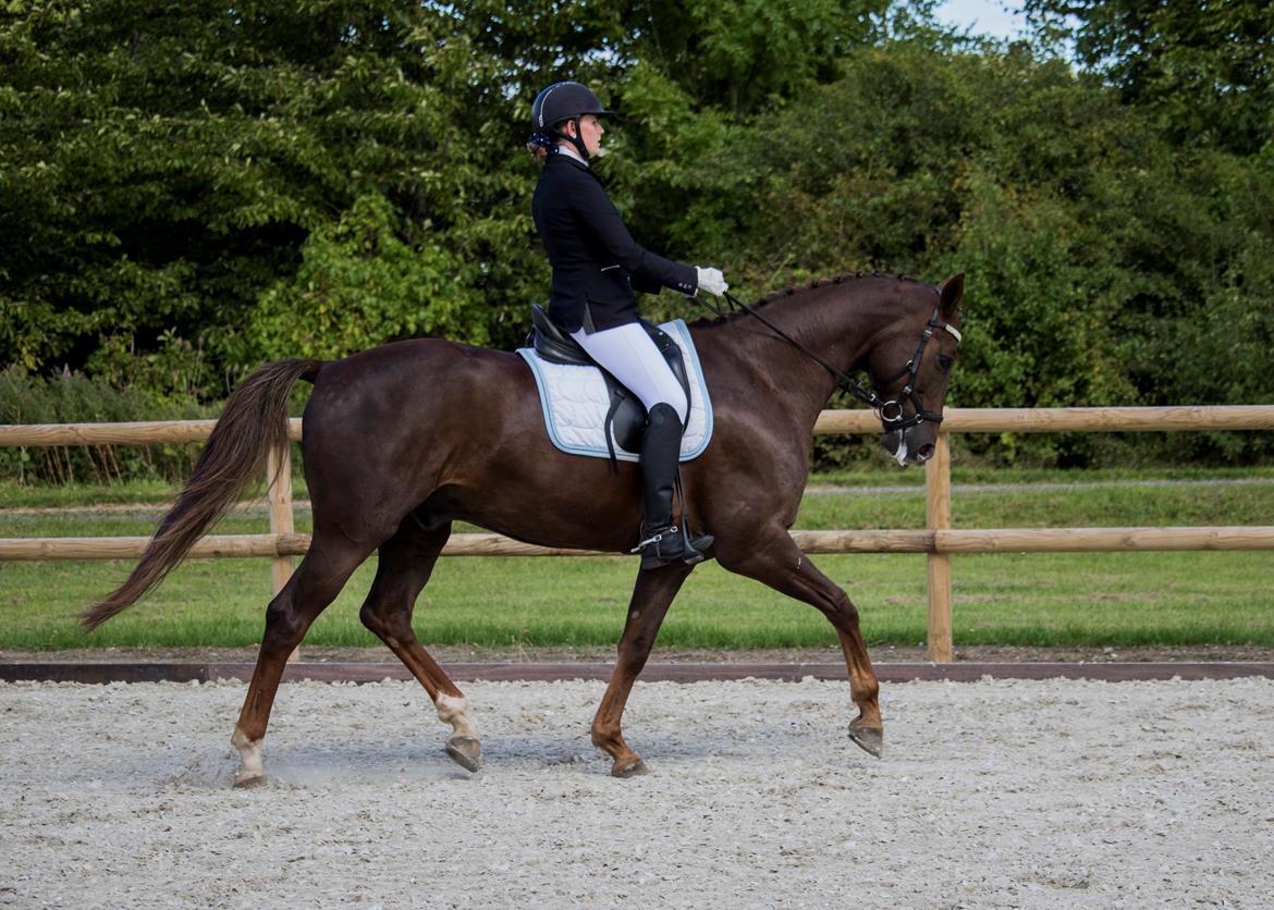 Dansk Varmblod Apollo Hit billede 16