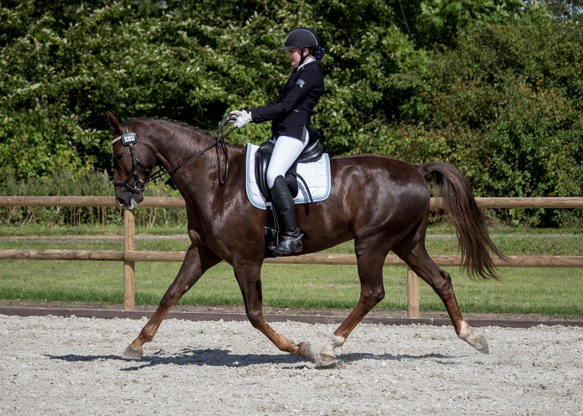 Dansk Varmblod Apollo Hit billede 2