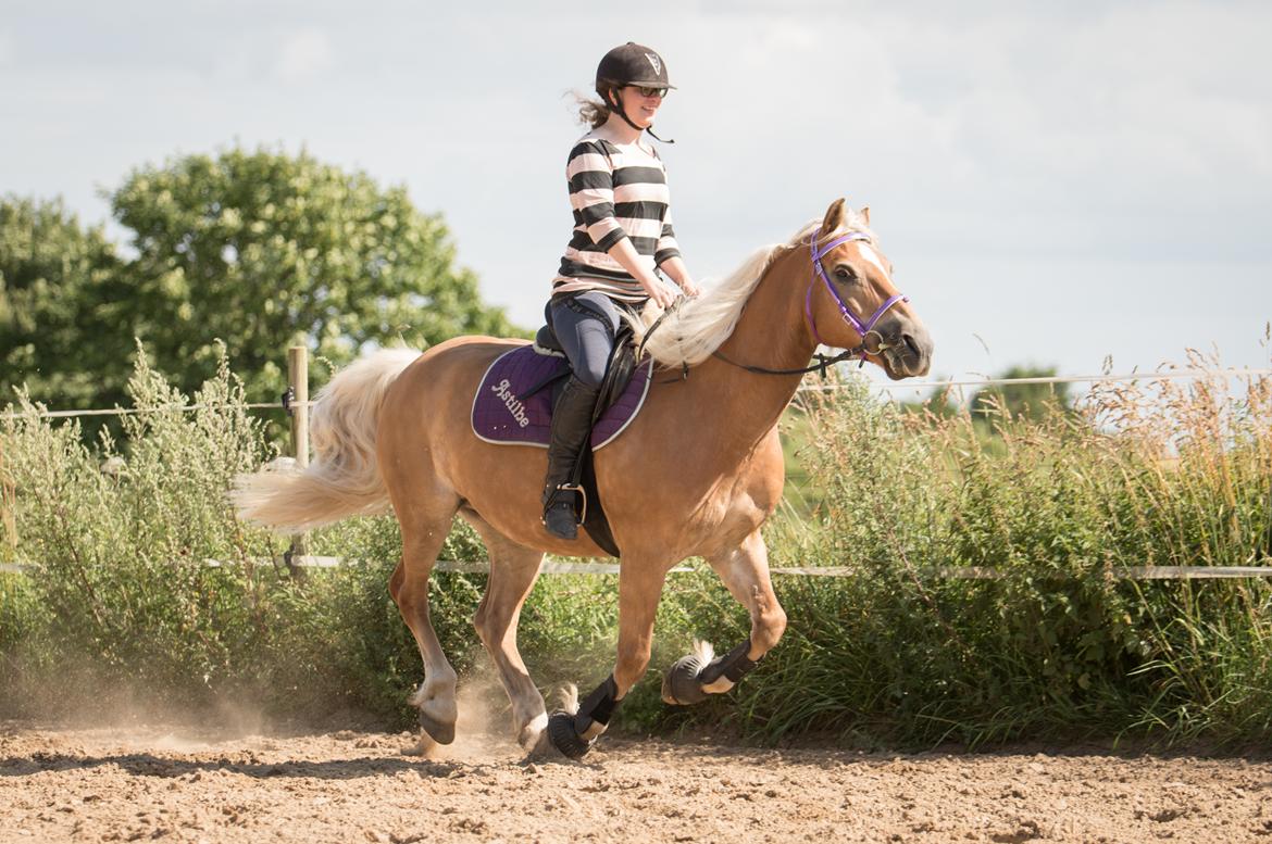 Tyroler Haflinger Astilbe - billede taget af Maiken Bang Photography billede 2