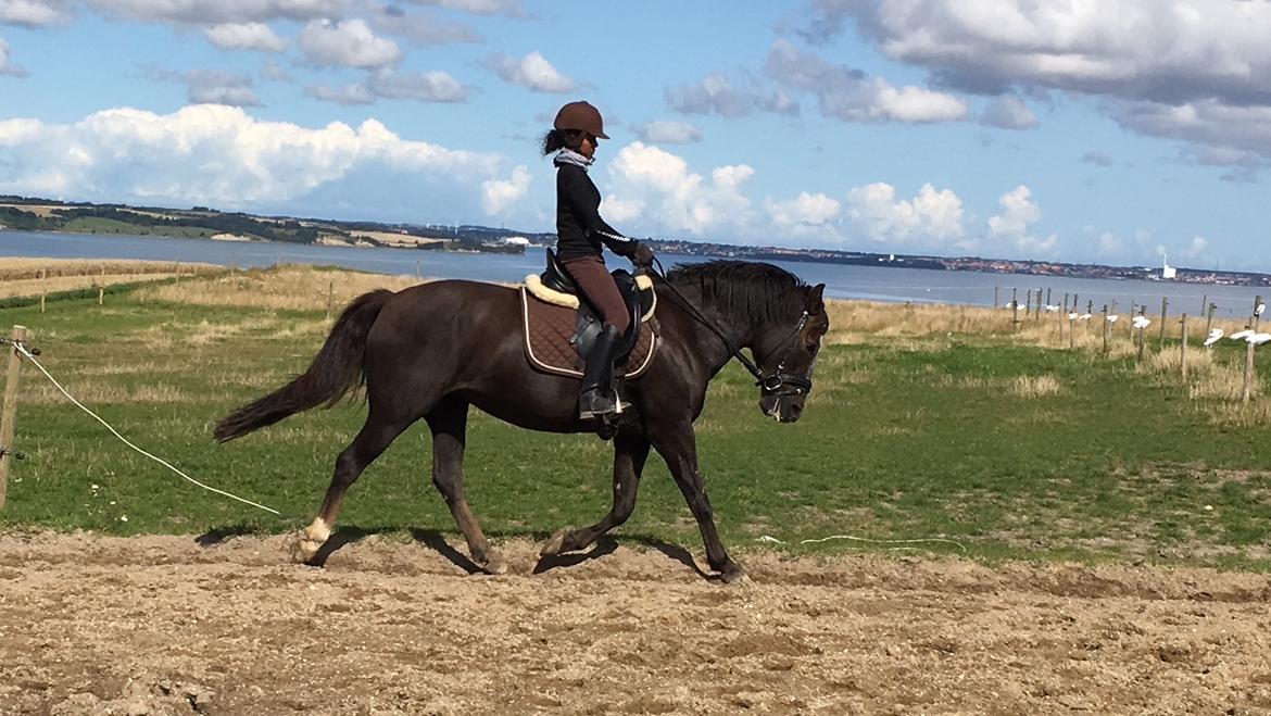 New Forest Elmholts Filicia - Søde Filicia september 2017 ♥♥ billede 17