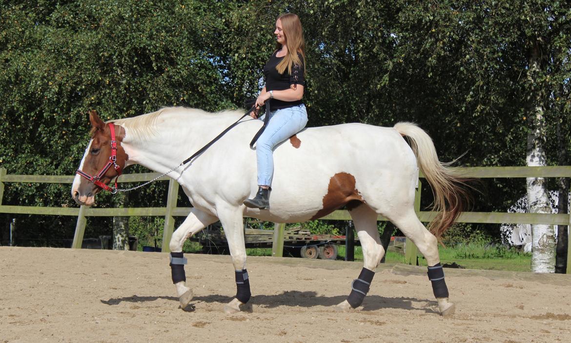 Anden særlig race Freja - Tillid! billede 7