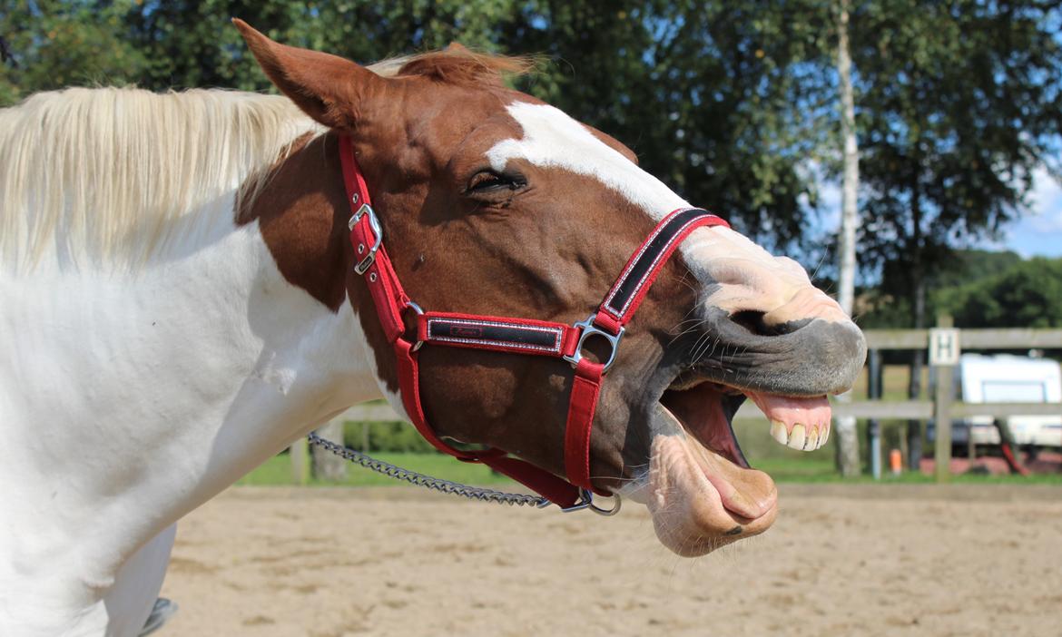 Anden særlig race Freja - Freja har det hårdt efter at være blevet masseret godt og grundigt ;-) billede 11
