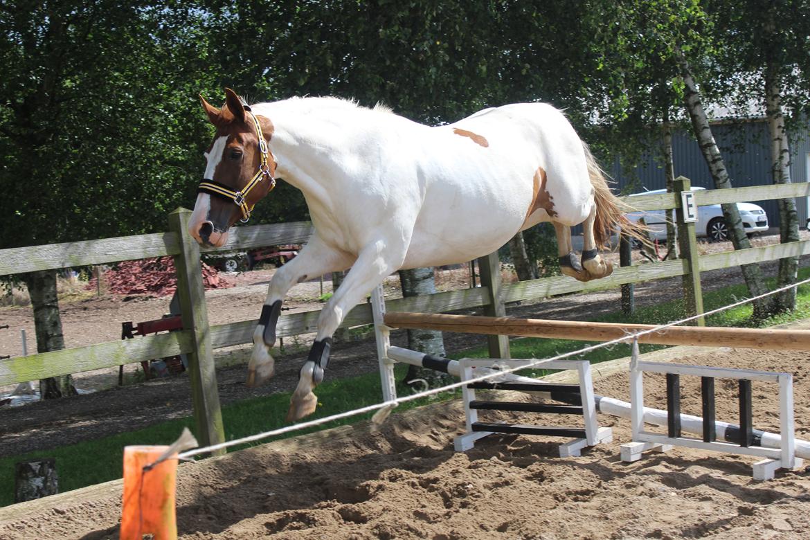 Anden særlig race Freja - Flyvende Freja slår til igen :-D billede 13