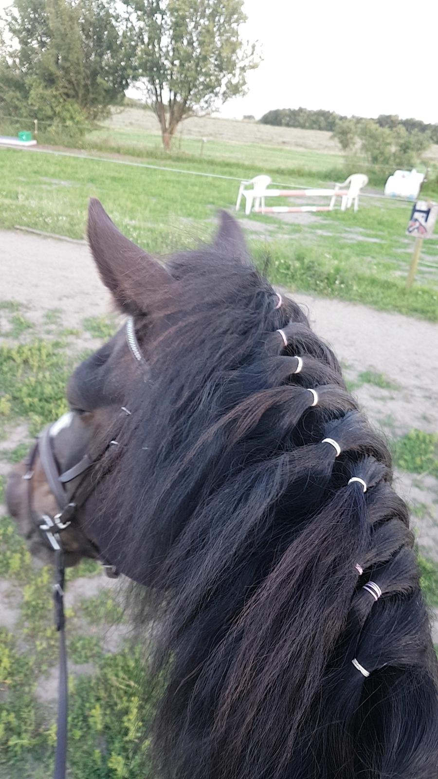 Koldblodstraver Don Dash billede 18