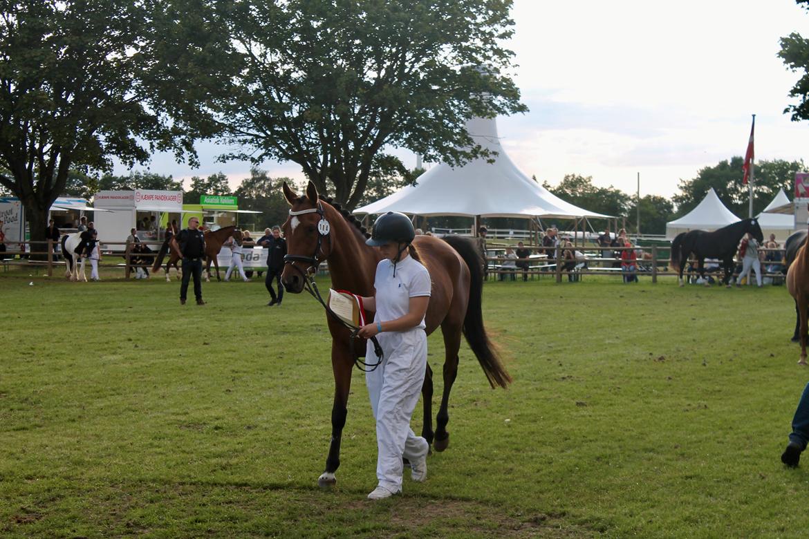 Sportsaraber (A) Aragorn's Choice billede 17