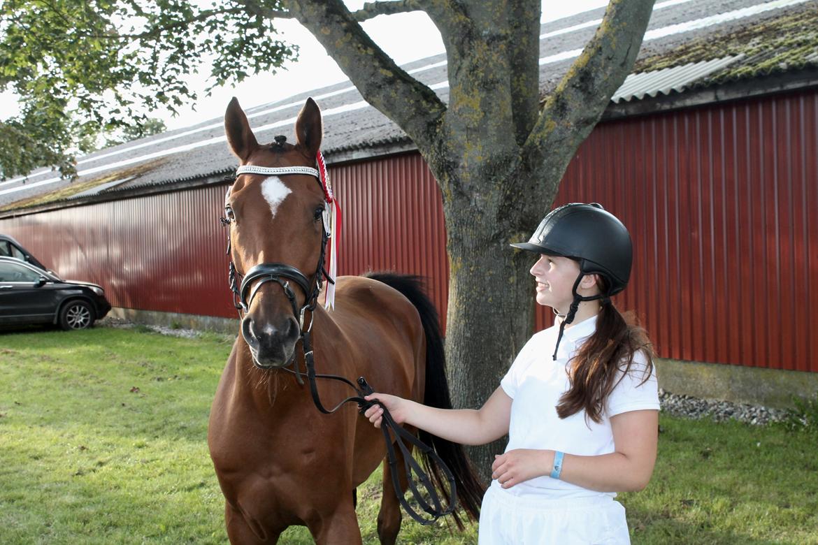 Sportsaraber (A) Aragorn's Choice billede 21