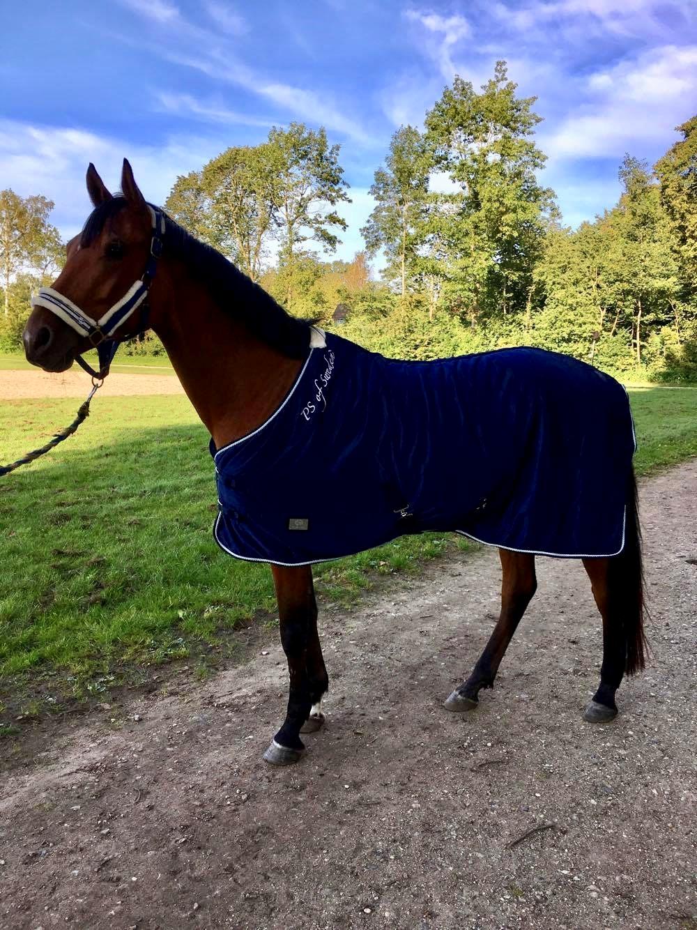 Sportsaraber (A) Aragorn's Choice billede 22