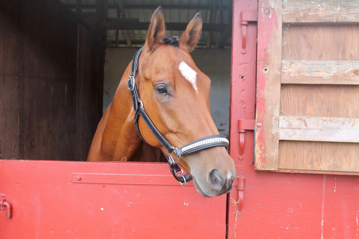 Sportsaraber (A) Aragorn's Choice billede 23