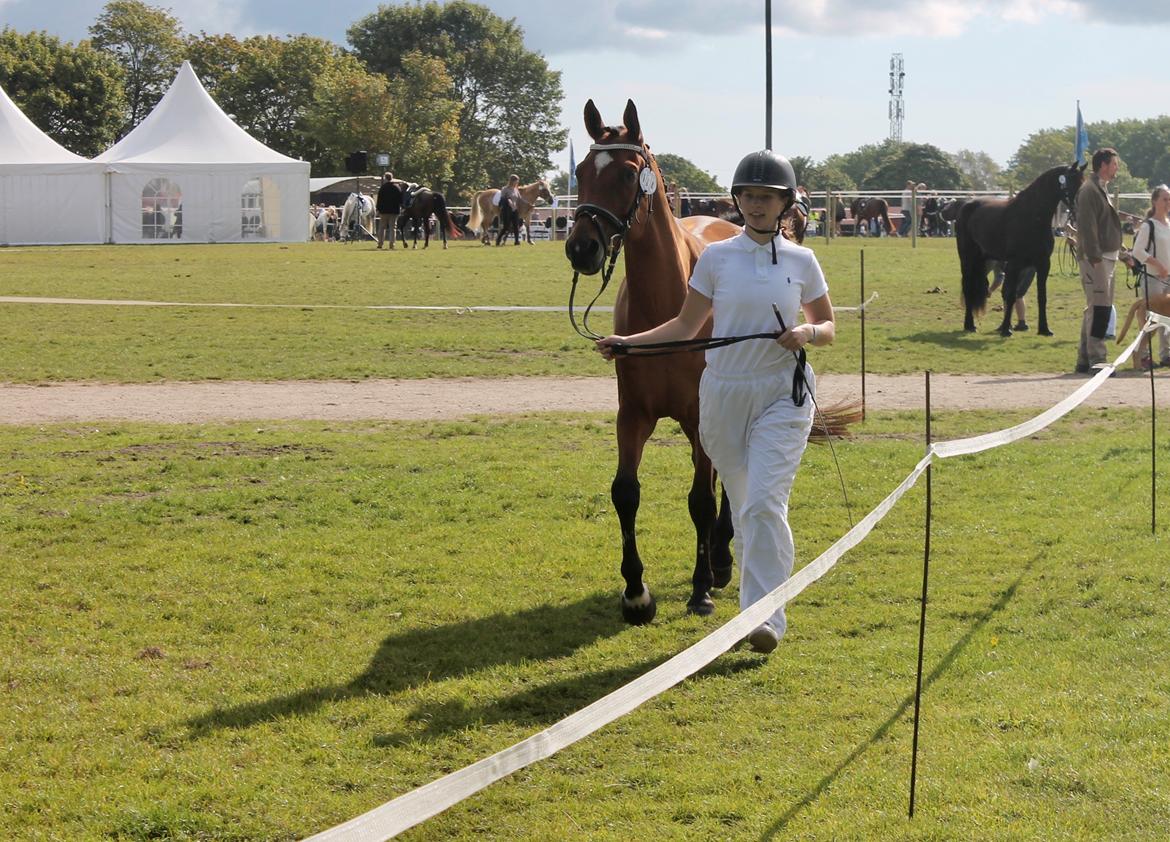 Sportsaraber (A) Aragorn's Choice billede 24