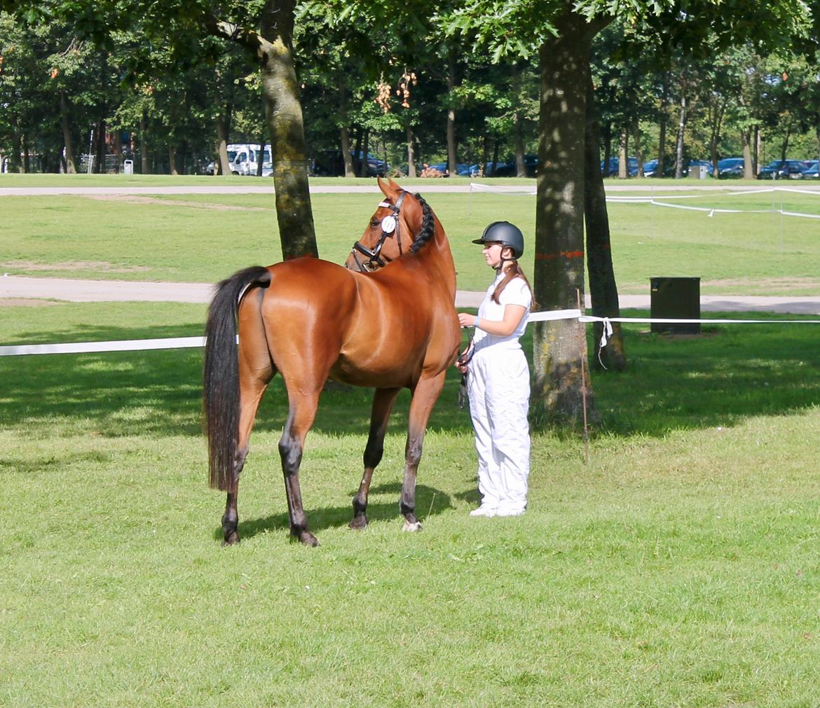 Sportsaraber (A) Aragorn's Choice billede 2