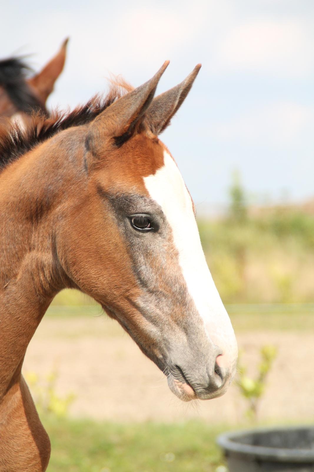 Dansk Varmblod Mayflower billede 5