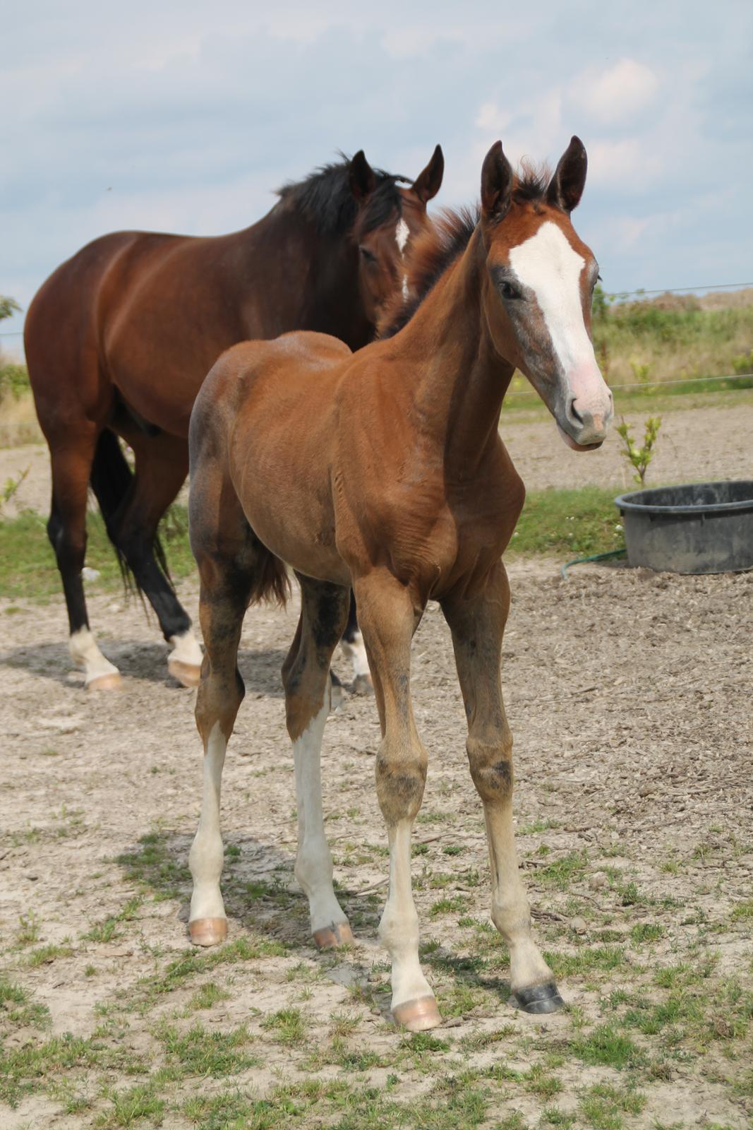 Dansk Varmblod Mayflower billede 16