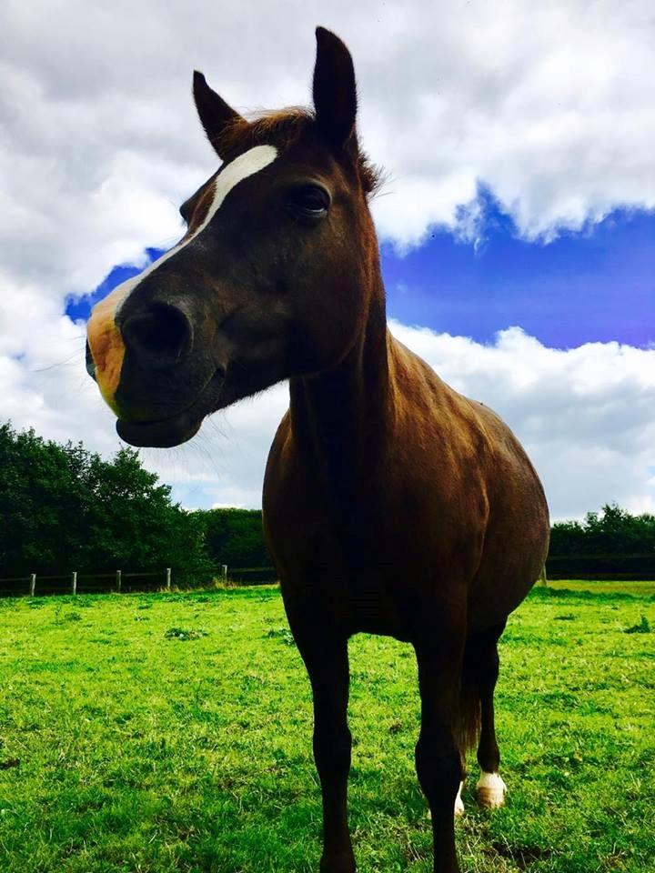 New Forest Kærgaardens Chili billede 1