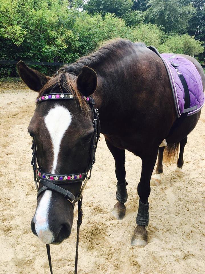 New Forest Kærgaardens Chili billede 4