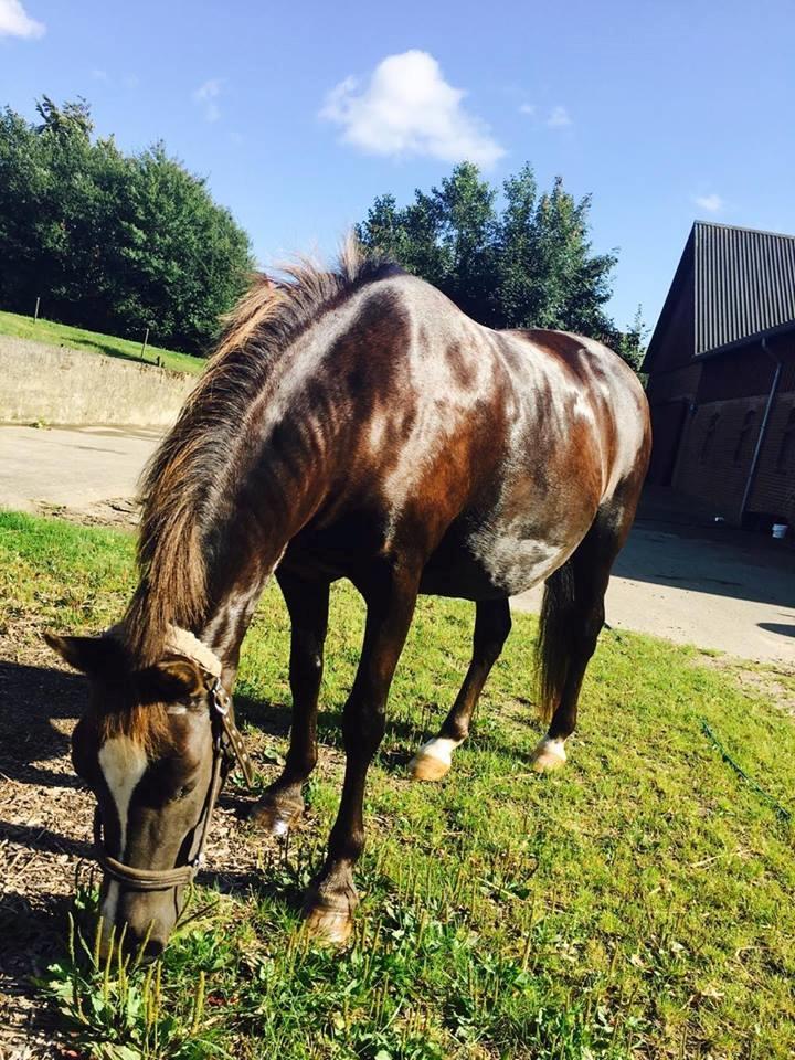 New Forest Kærgaardens Chili billede 5