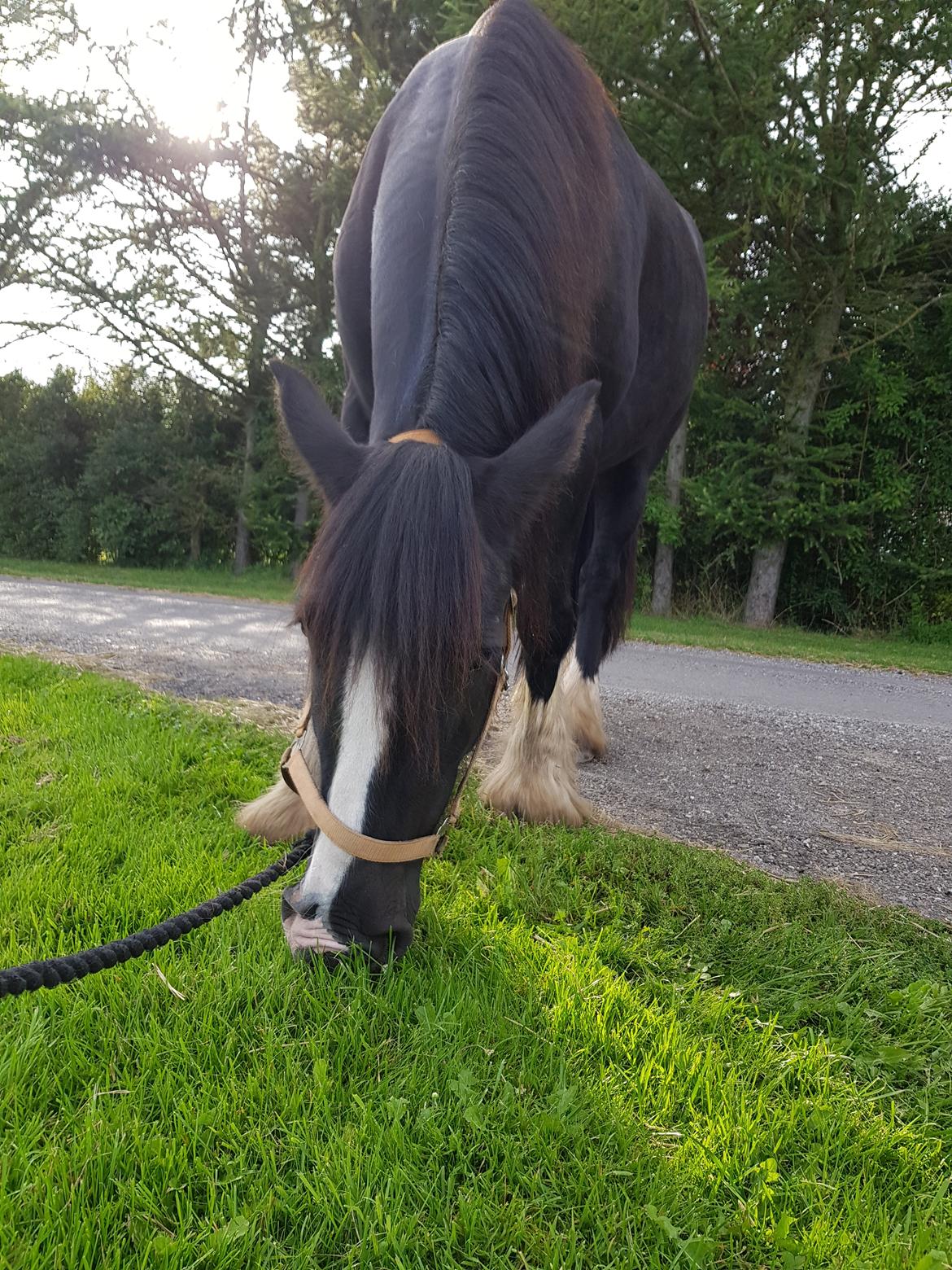 Tinker "bakkegårdens" Flora billede 5