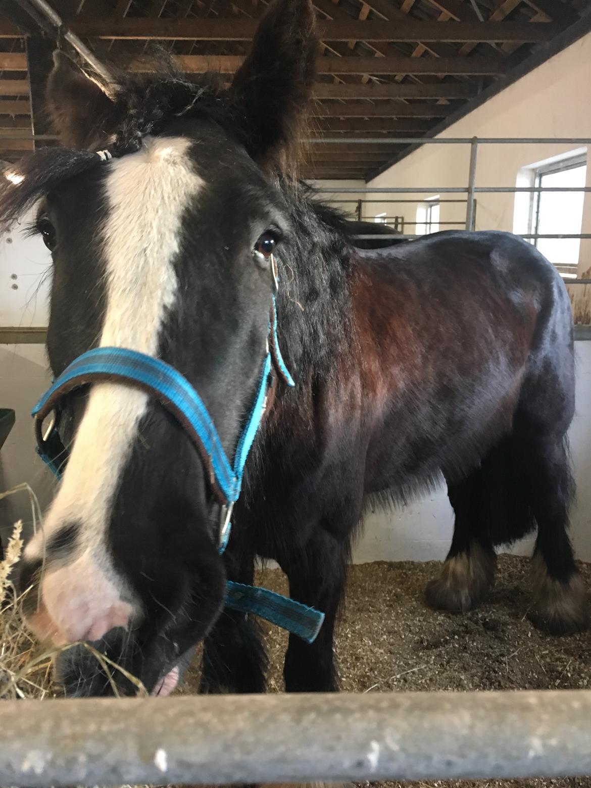 Tinker "bakkegårdens" Flora billede 4