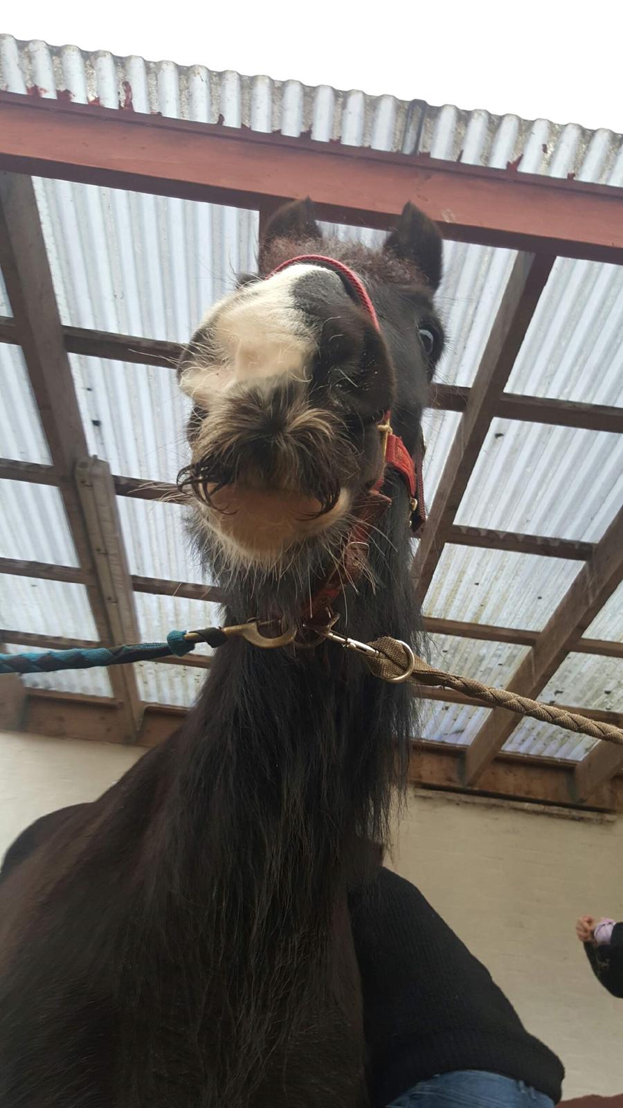 Tinker "bakkegårdens" Flora billede 6