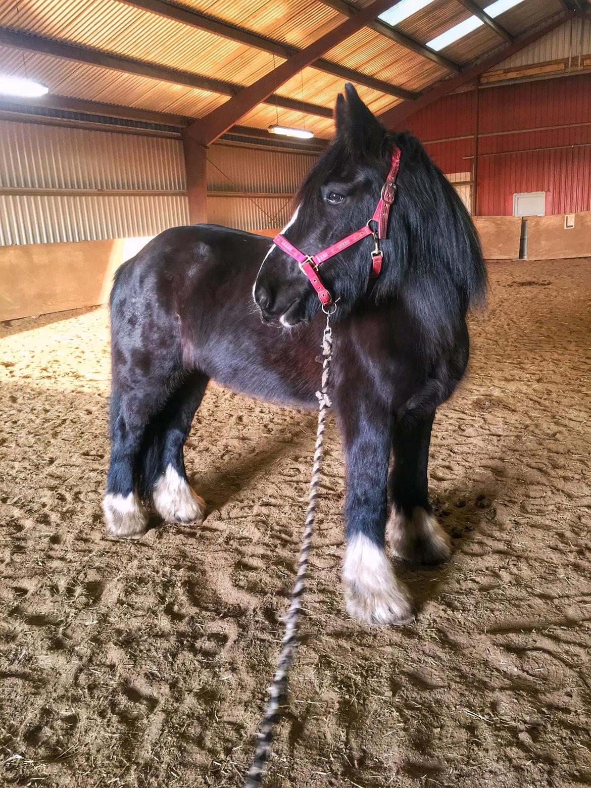 Tinker "bakkegårdens" Flora billede 1