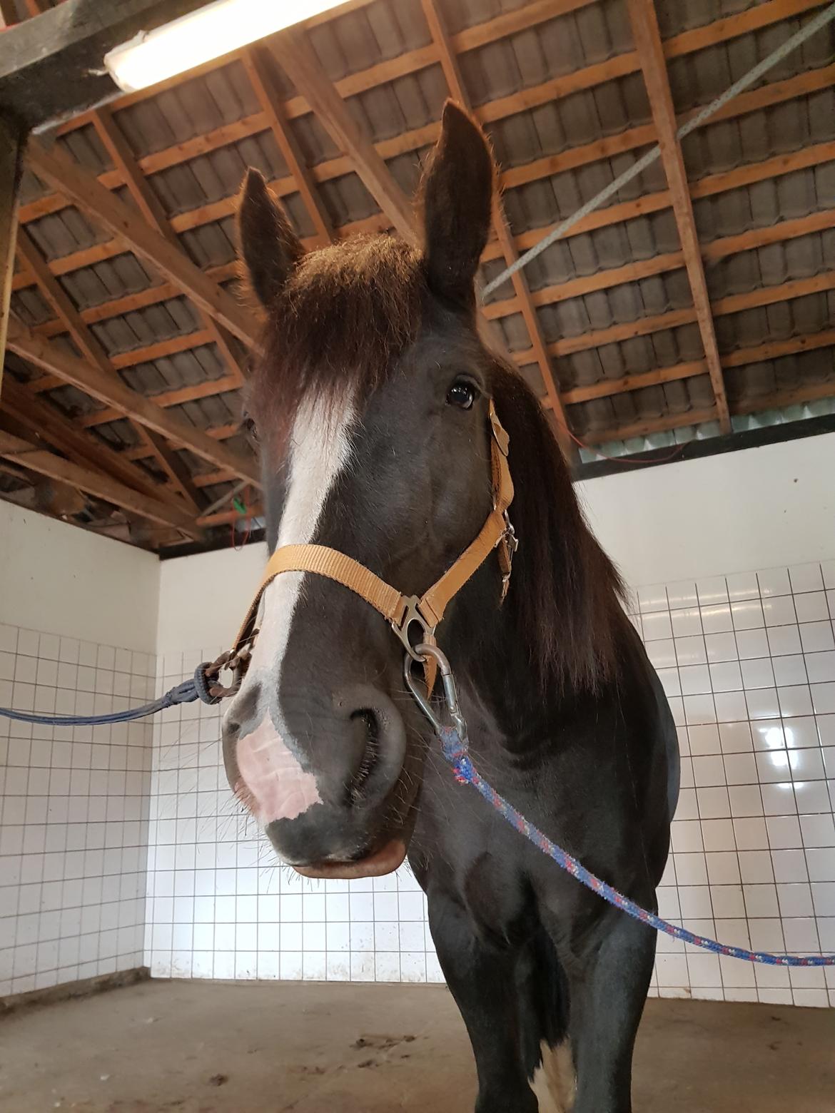 Tinker "bakkegårdens" Flora billede 7