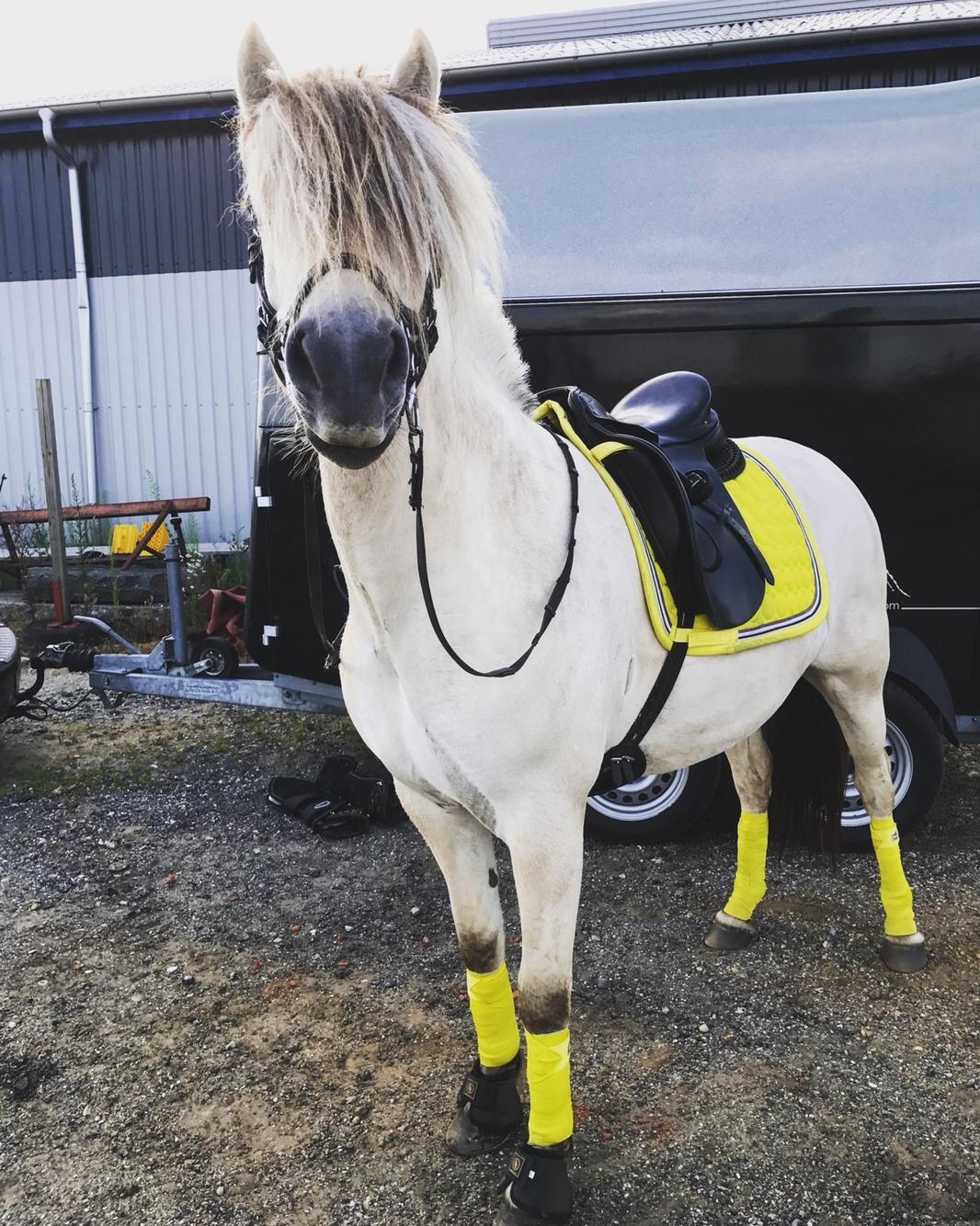 Fjordhest Kaja højmark billede 15