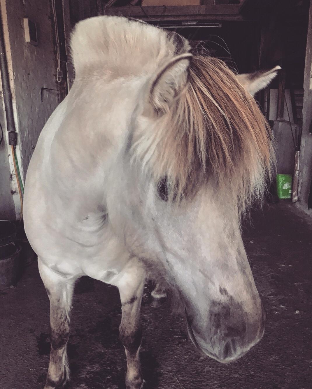 Fjordhest Melvejs gabbi billede 10