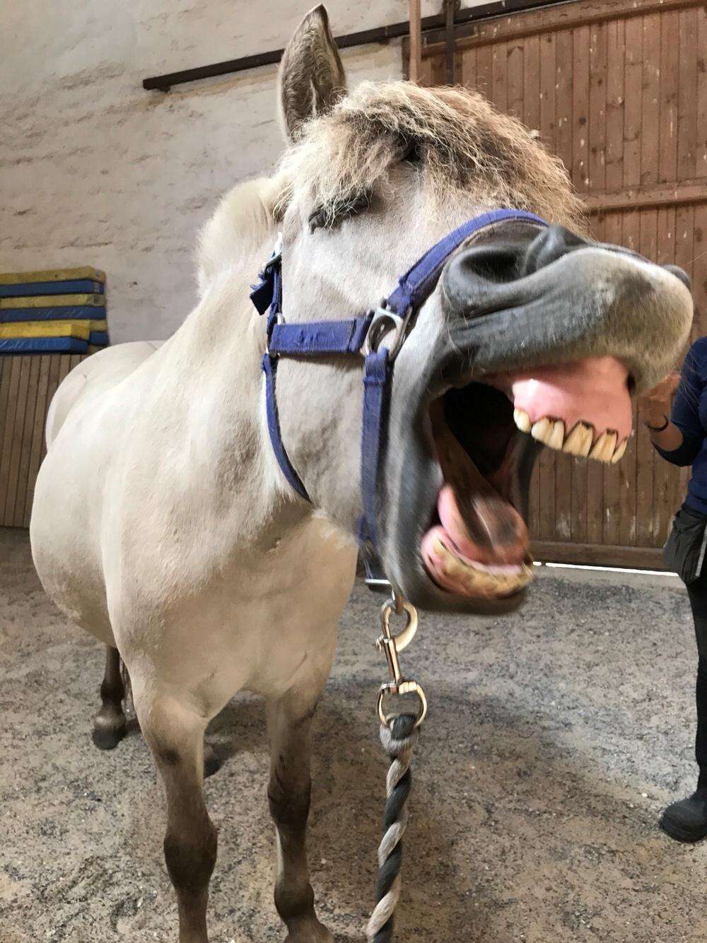 Fjordhest Melvejs gabbi billede 12