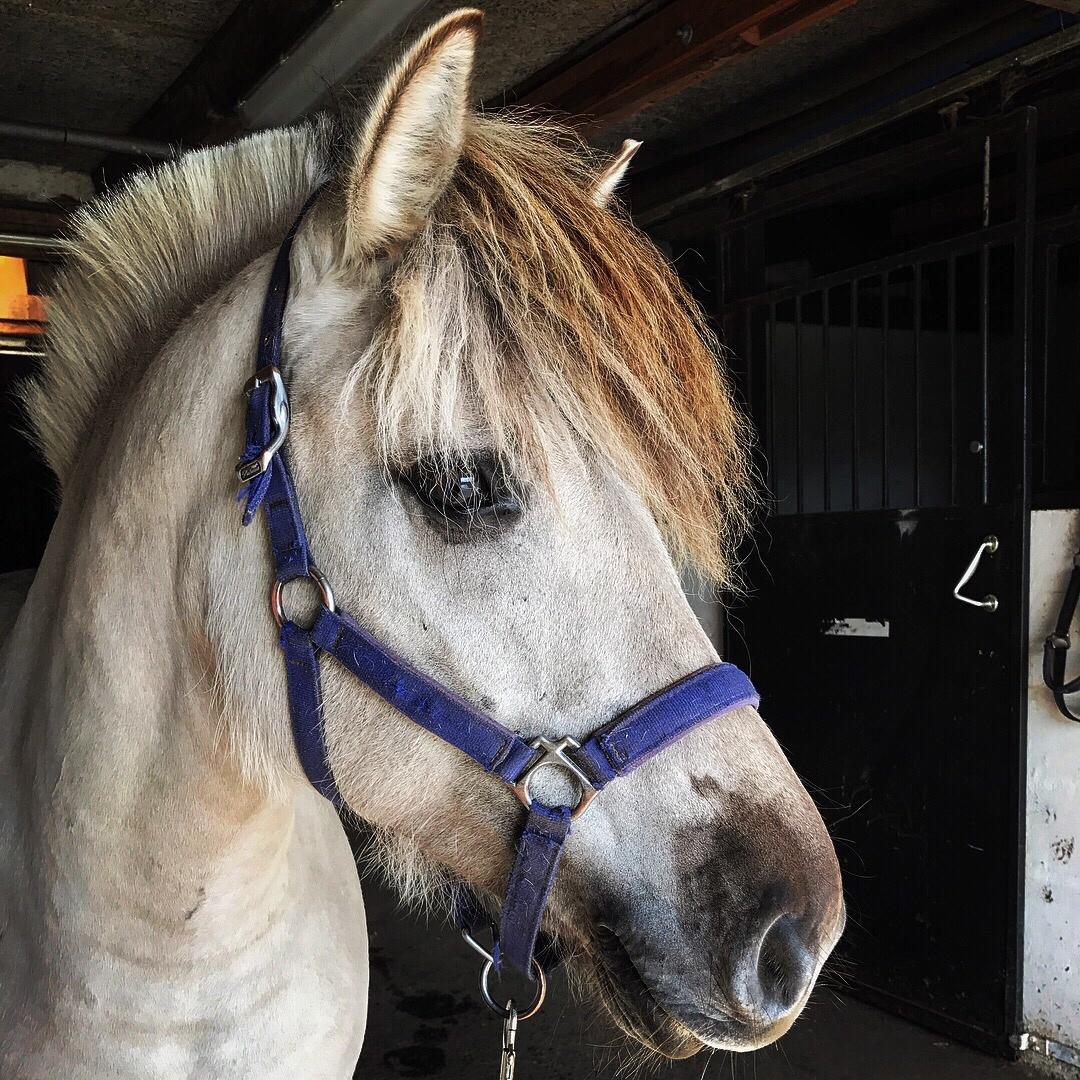 Fjordhest Melvejs gabbi billede 17