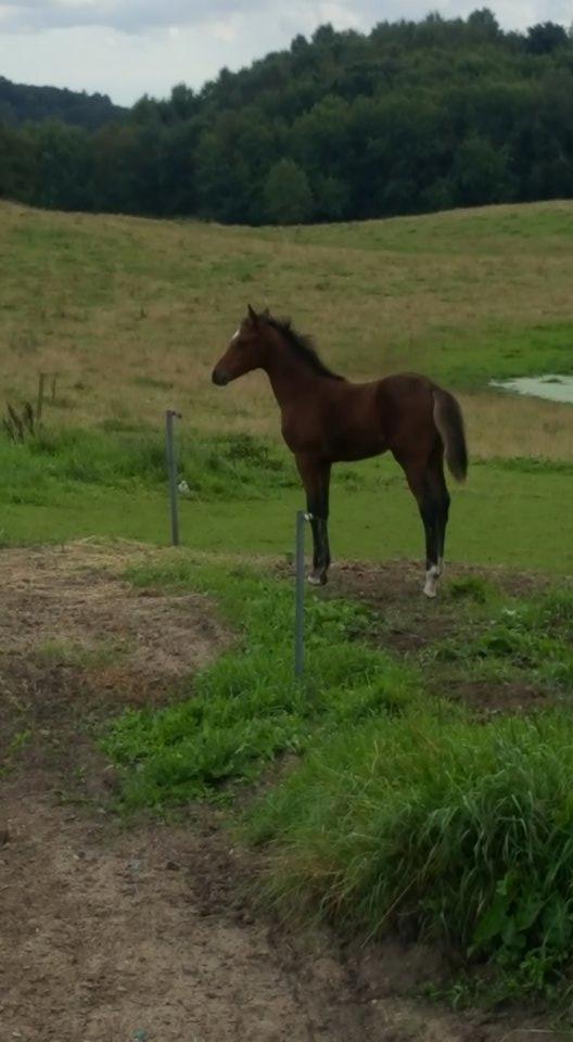 Anden særlig race Hm,s lille my  vad billede 16