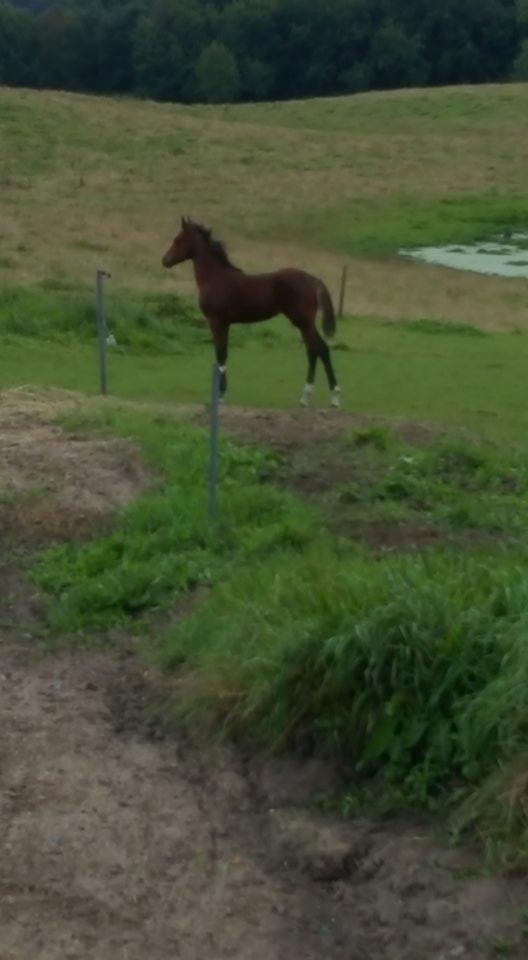 Anden særlig race Hm,s lille my  vad billede 18