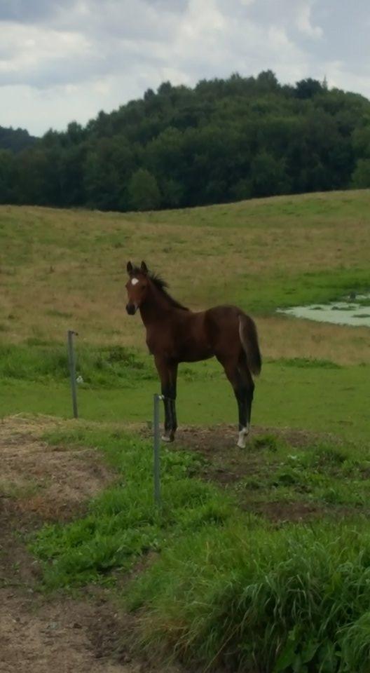 Anden særlig race Hm,s lille my  vad billede 17