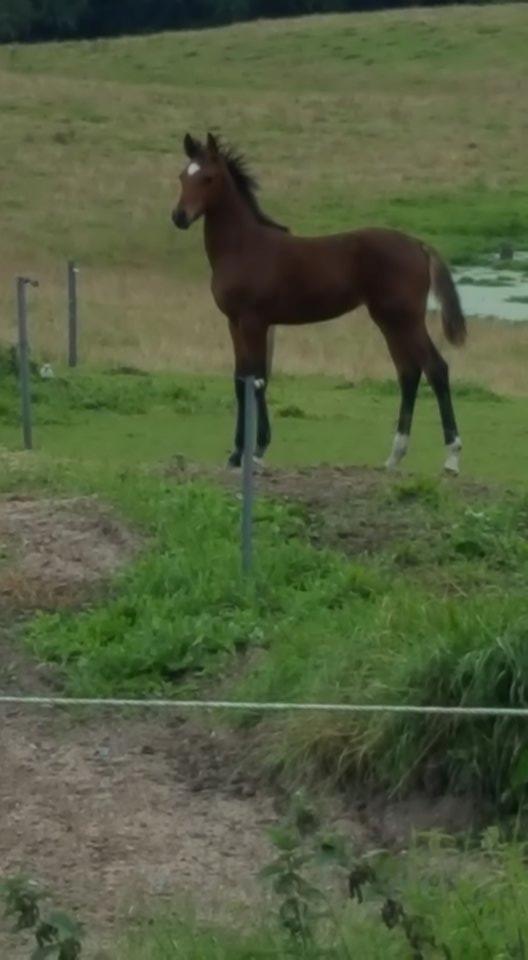 Anden særlig race Hm,s lille my  vad billede 19